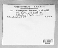 Melampsora medusae image